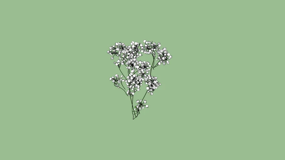 BABY BREATH