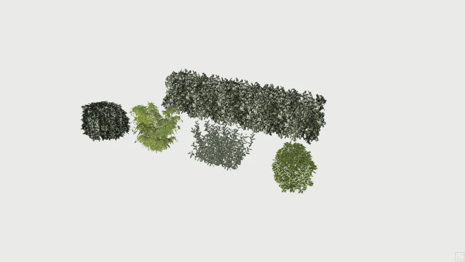 Elaeagnus Shrubs
