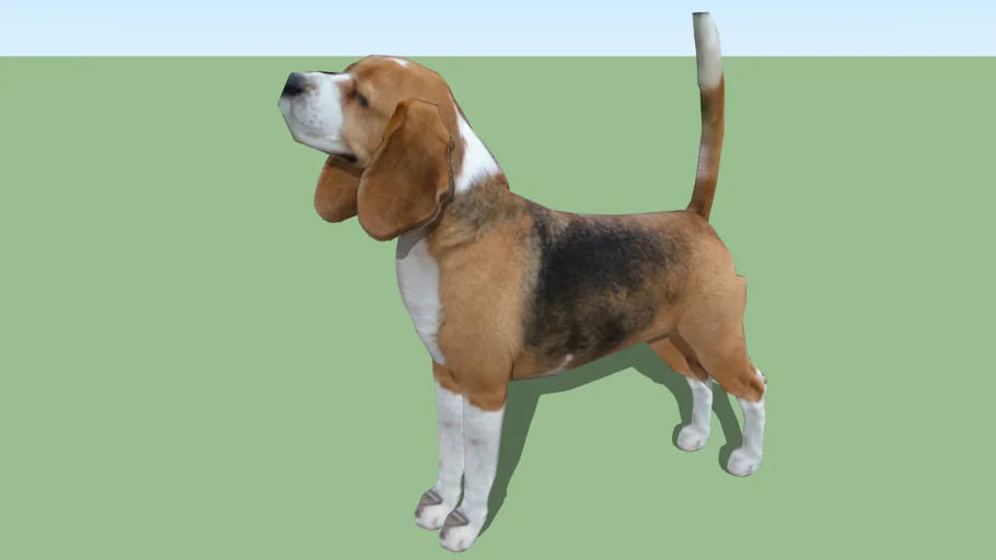 beagle