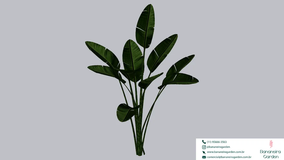 PLANTA ARVORE BANANEIRA