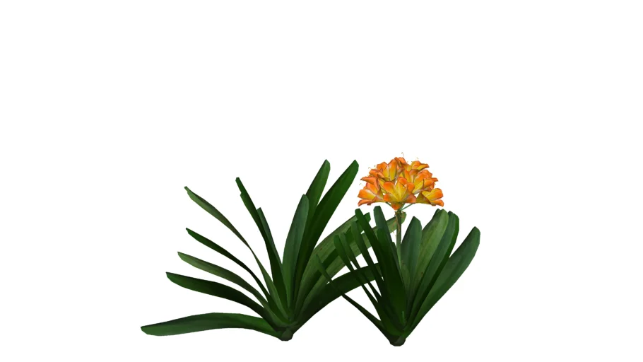 Clivia miniata - Cây đại quân tử - Cây lan quân tử