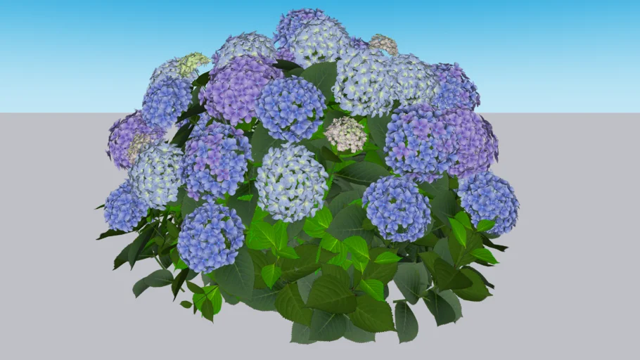 Let’s Dance Sky View® Reblooming Hydrangea - Hydrangea macrophylla × serrata