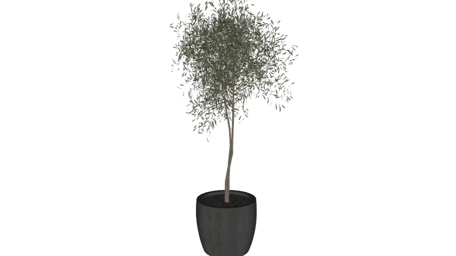 Arbol de Olivo en maceta