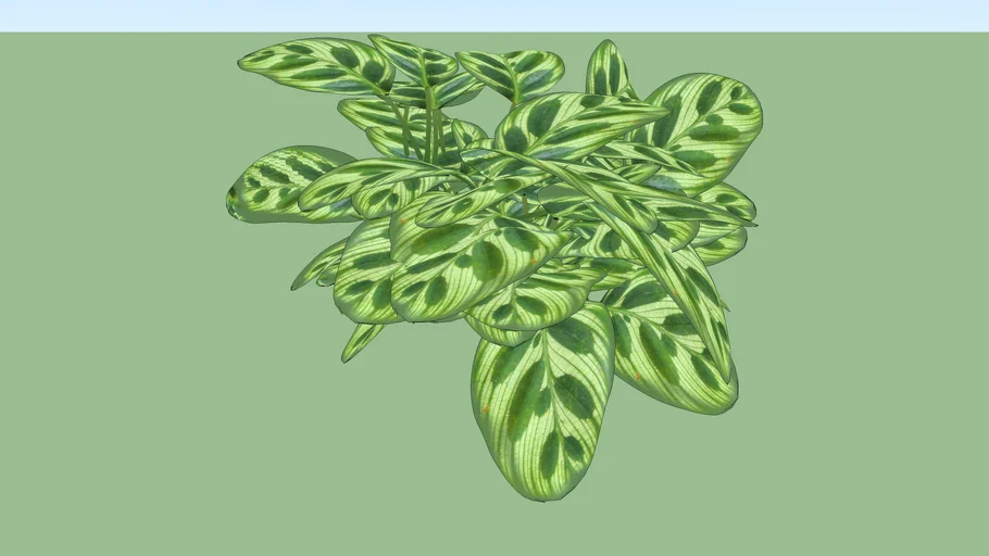 Paisagismo_Maranta-Pavão (Calathea makoyana)