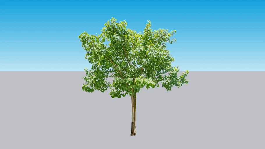 Pohon Bodhi atau Ficus Religiosa