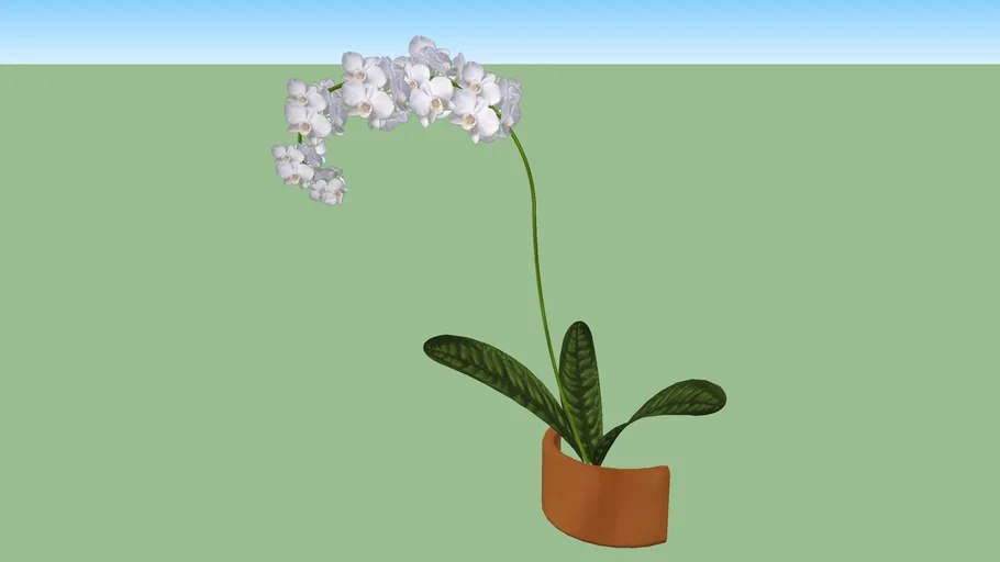 White Orchid