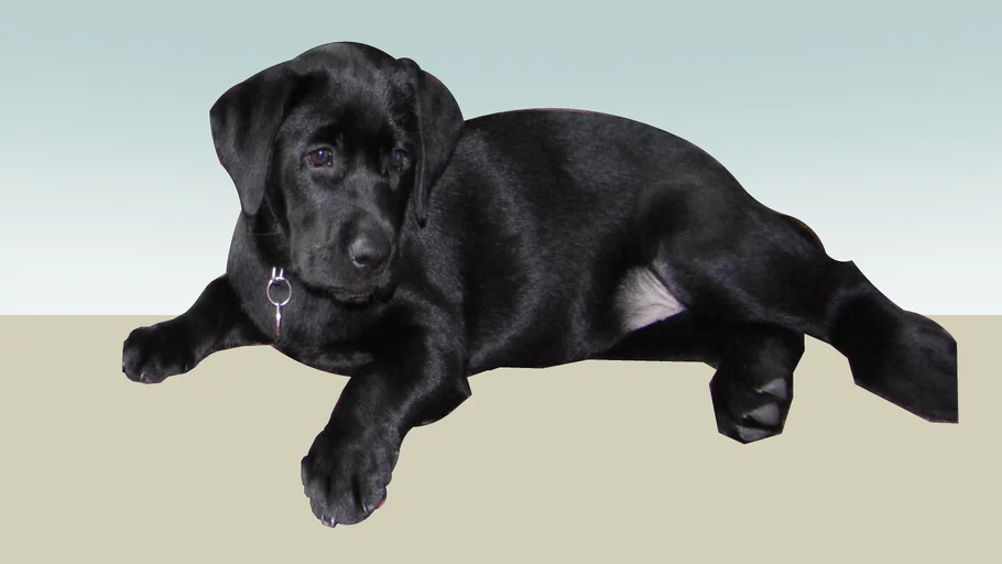 labrador dog | 3D Warehouse