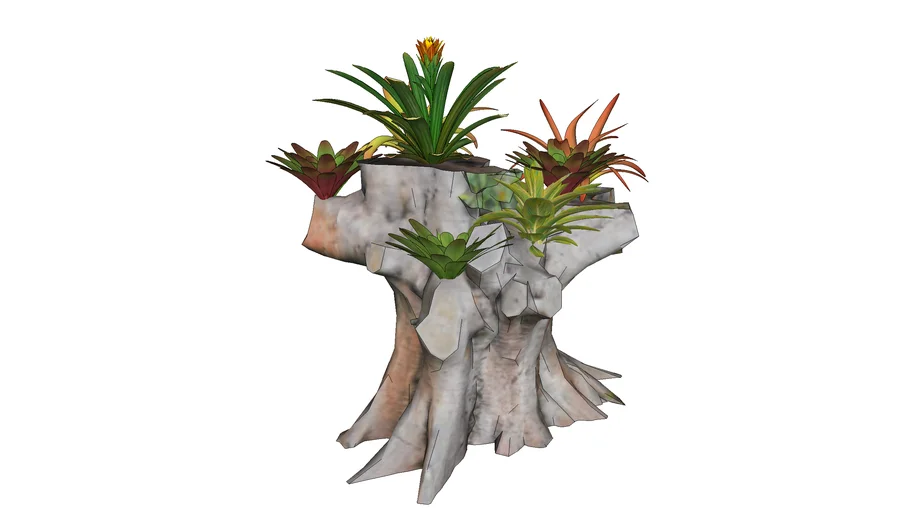 BROMELIAS SOBRE TRONCO DE ARBOL