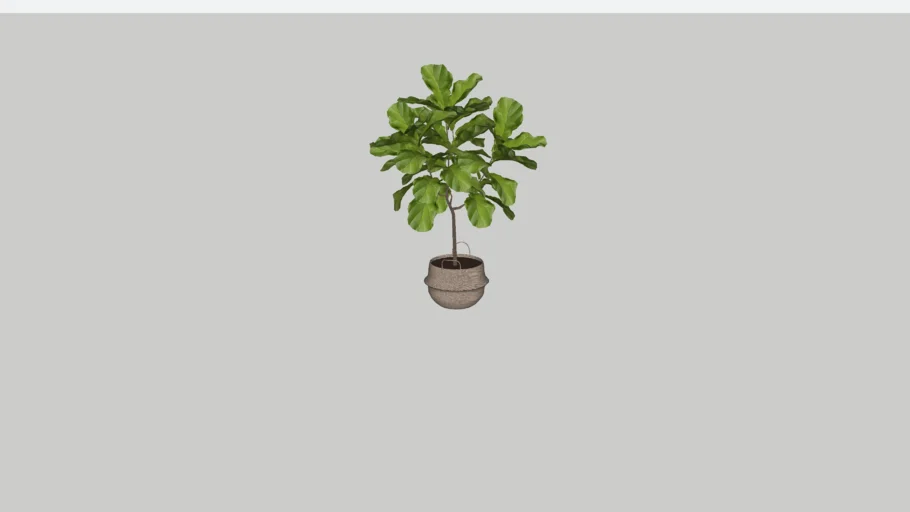 Cachepot Ficus Lyrata