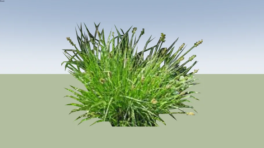 fox sedge 2d