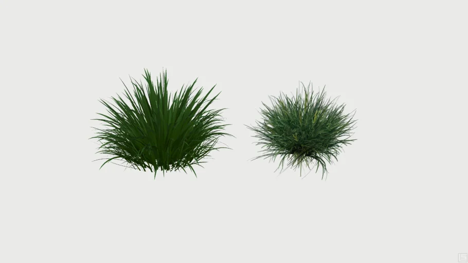 Mondo Grass