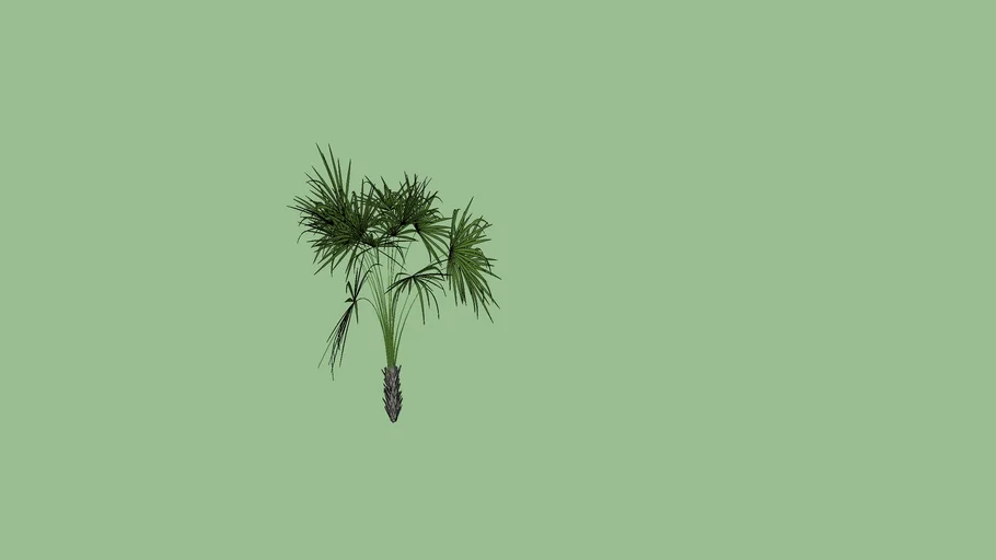 palmeira bambu