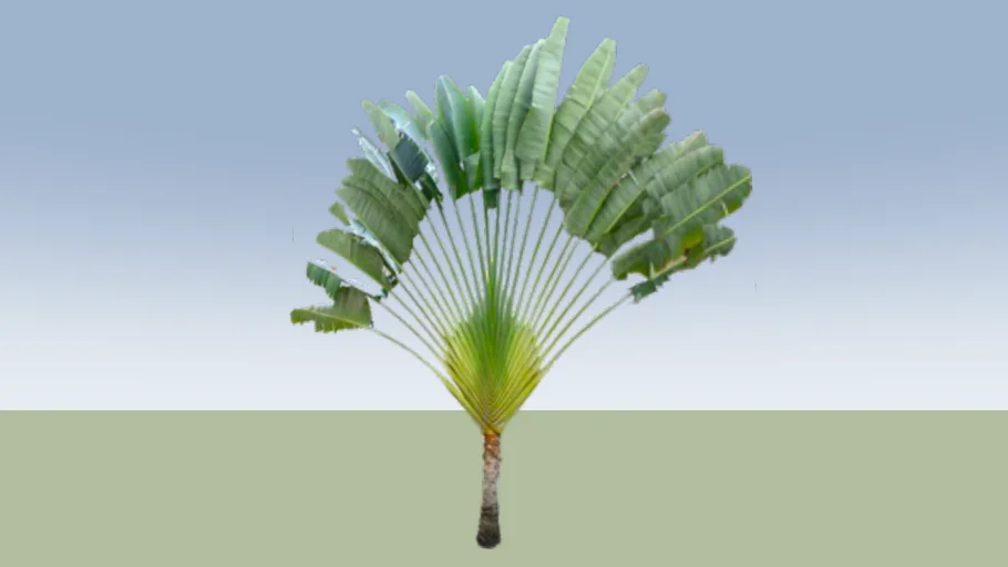 Travelers Palm Tree