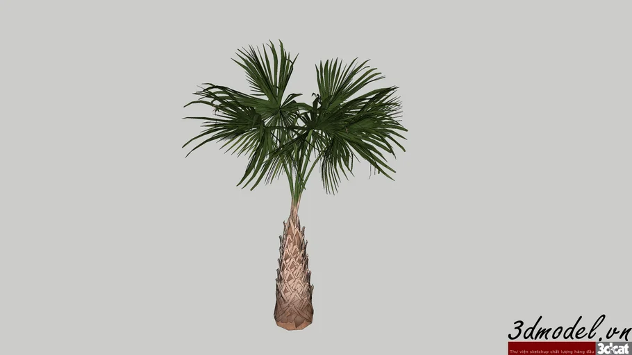 Palmeira