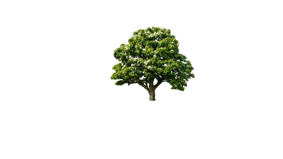arvore