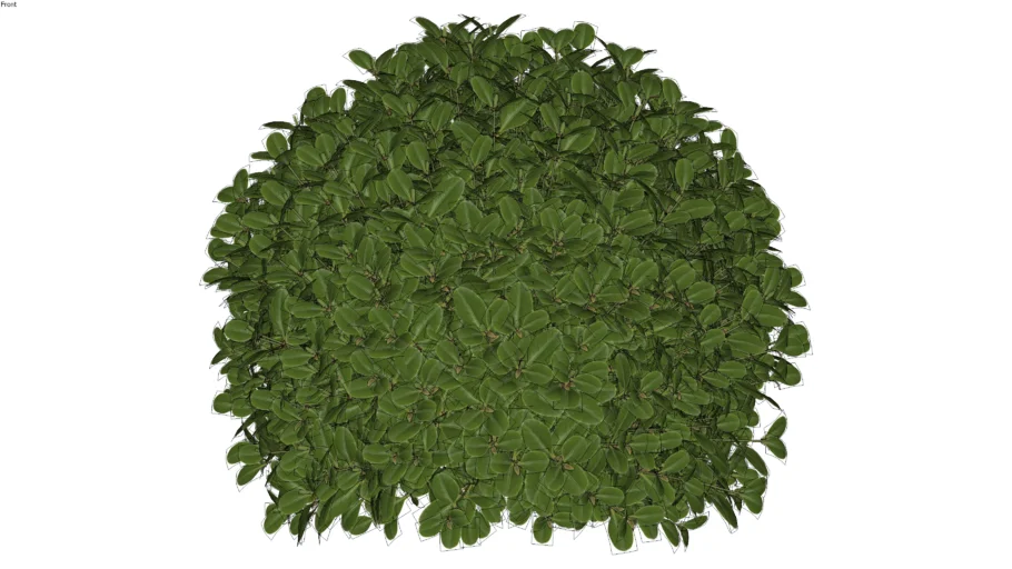 Shrubs ( Cây bụi, Trees....)