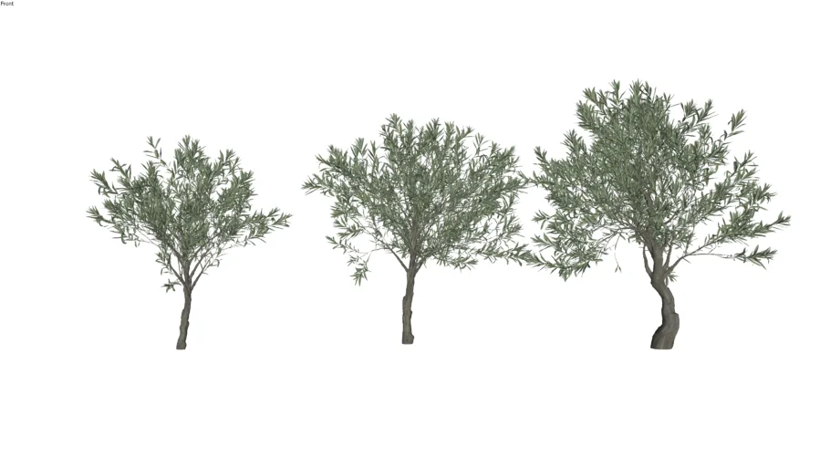 Arboles de oliva