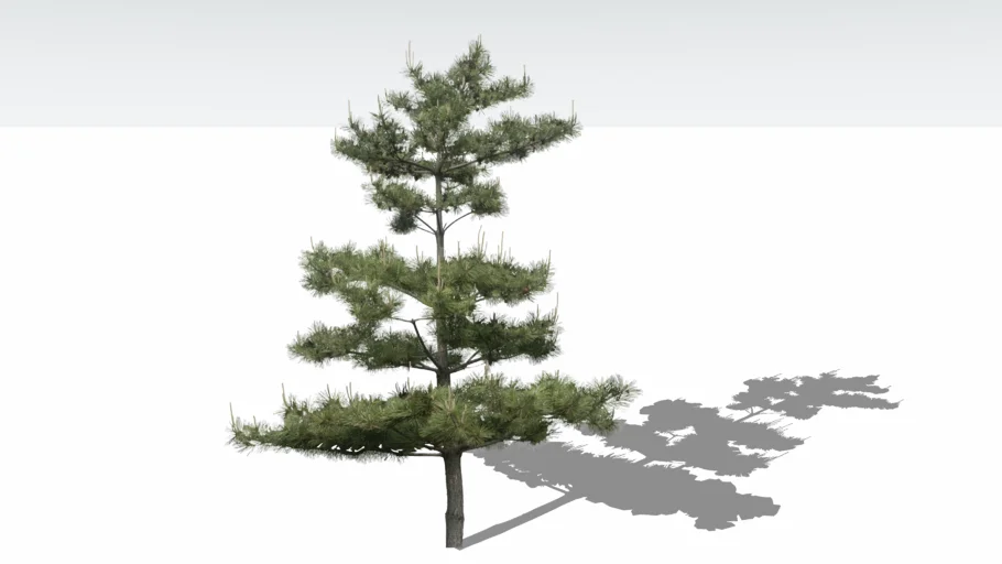 Pine (Pinus) 2D tree