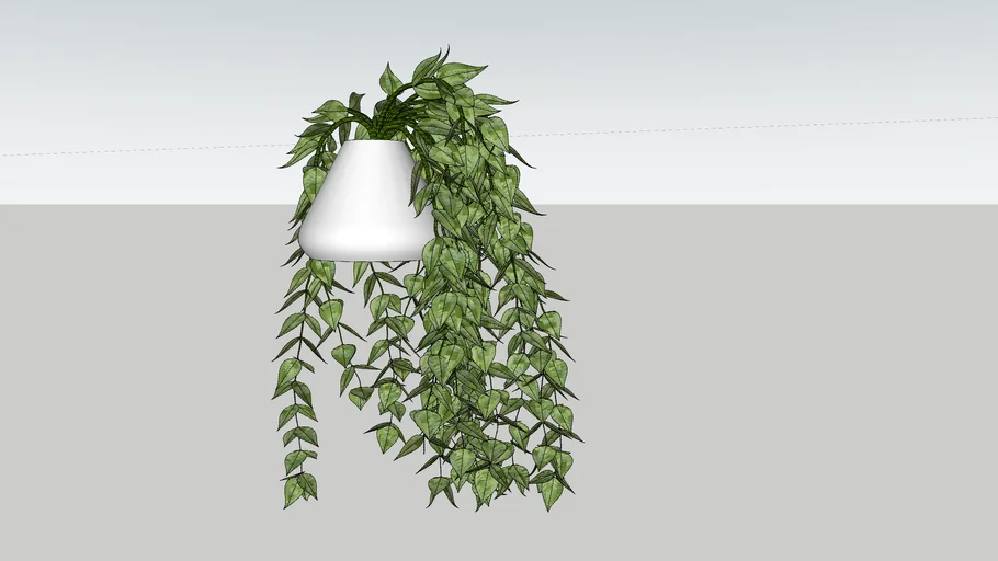 planta pendente 2