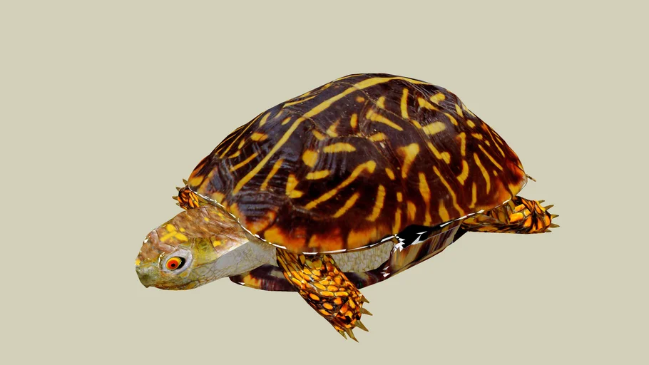 Turtle | 3D Warehouse