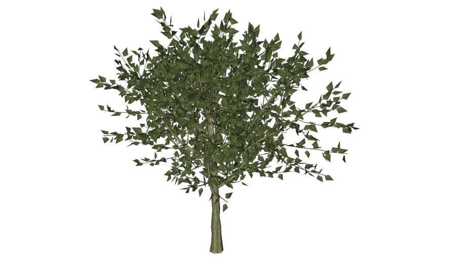 Arbol