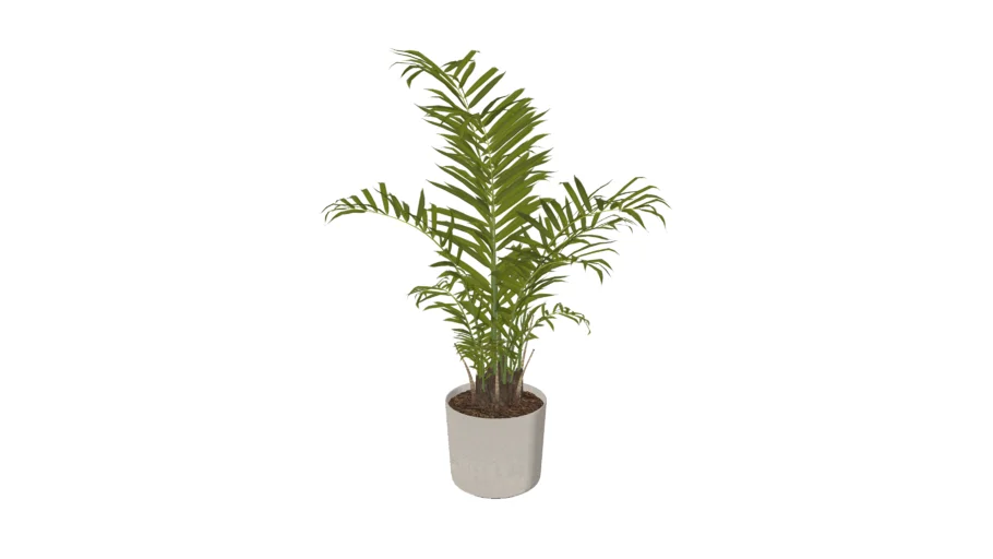Areca Palm Indoor Plant