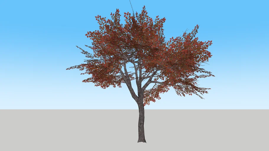 baum | 3D Warehouse