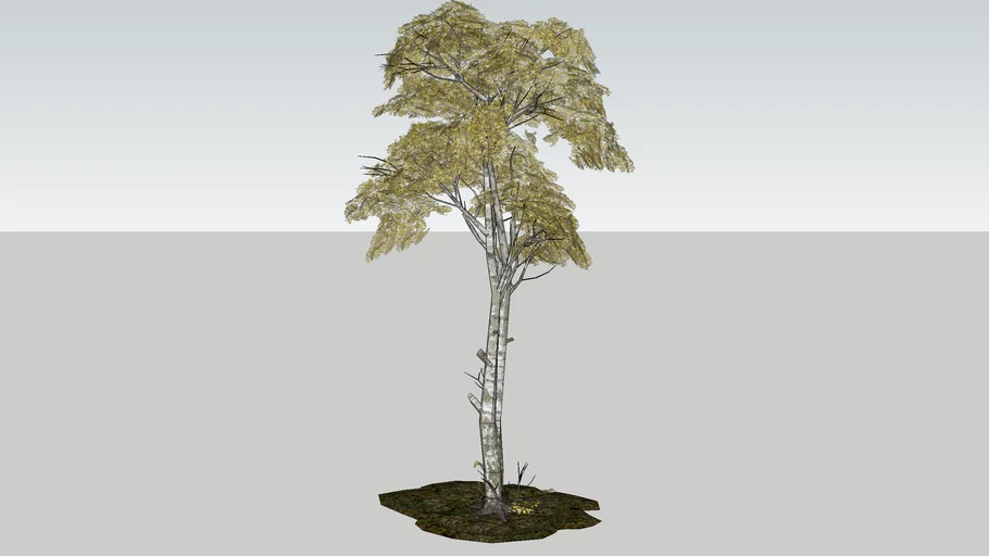 Smart birch tree 3d