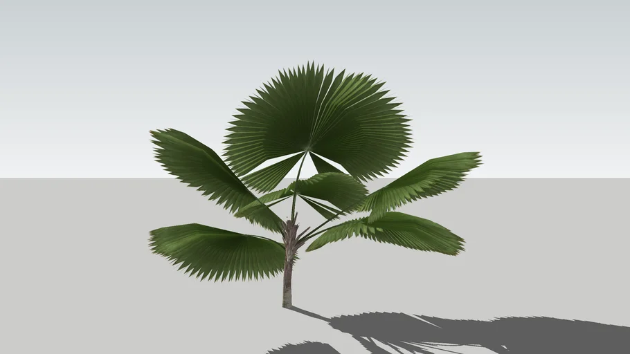 Licuala planta tropical