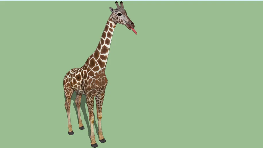 Girafa (Giraffa camelopardalis)