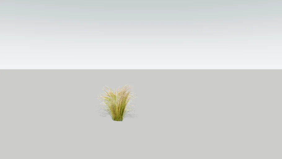 Stipa tenuissima 'Pony Tail'