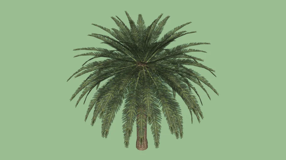palmera