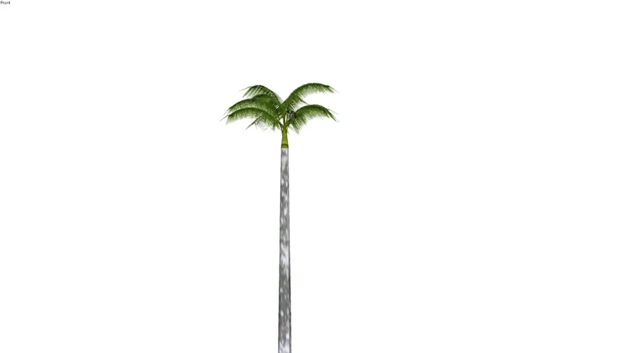 Palmeira imperial