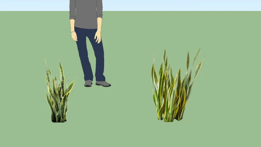 lidah mertua / Sansevieria trifasciata /snake plant