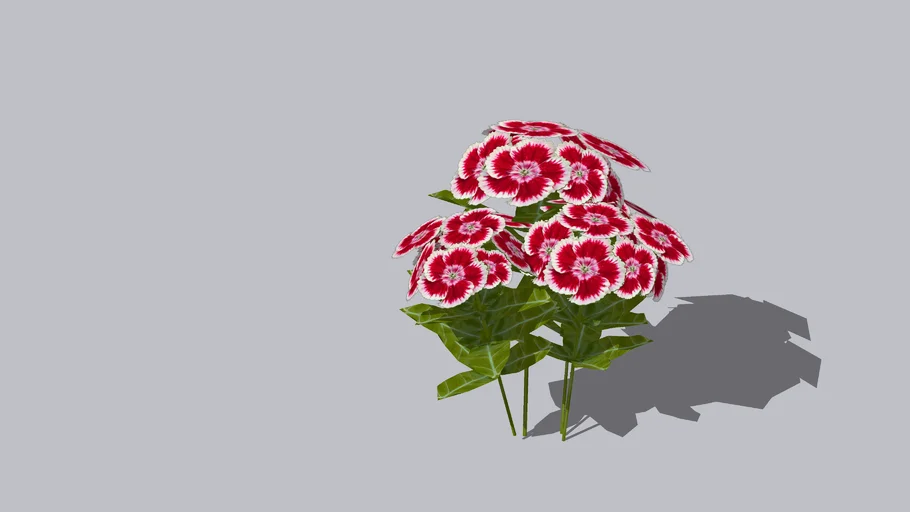 Carnation