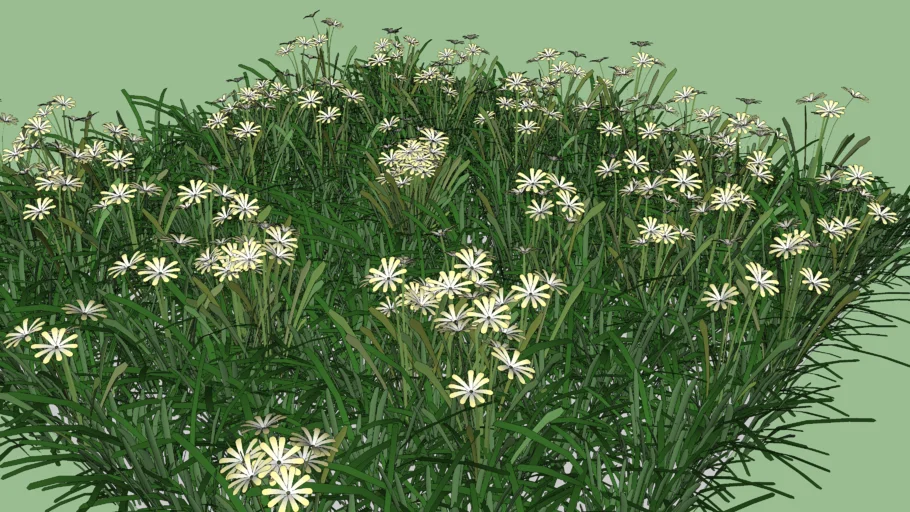 GRAMA FLOR