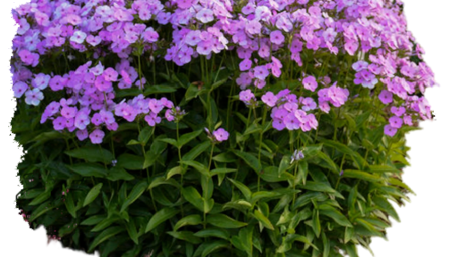 Phlox-Opening Act Blush