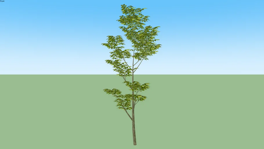 Árvore 16