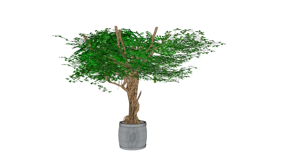 Indoor root tree in Pot