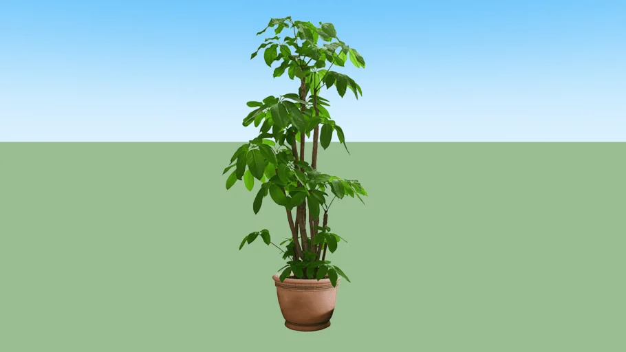 Tanaman Pot