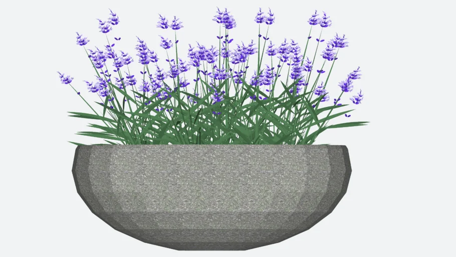 Maceta lavanda