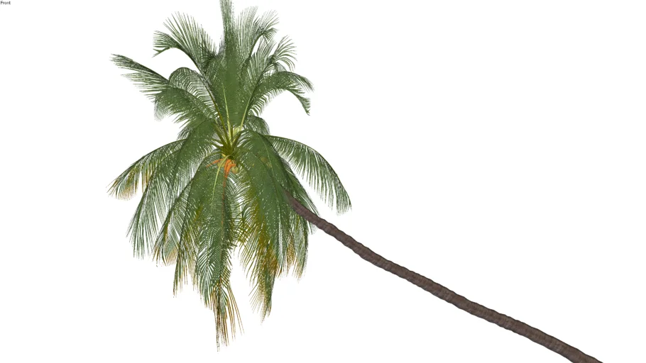 Coconut tree