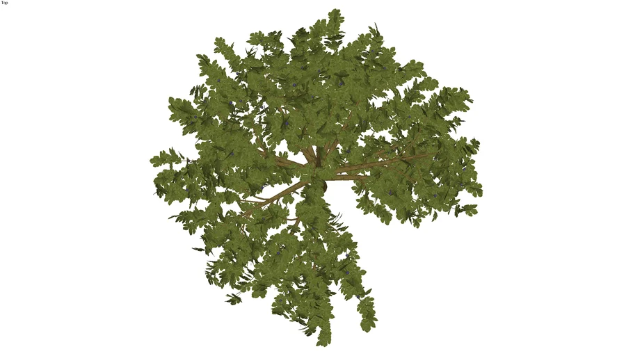 3D Generic Tree 04 - Fig Tree