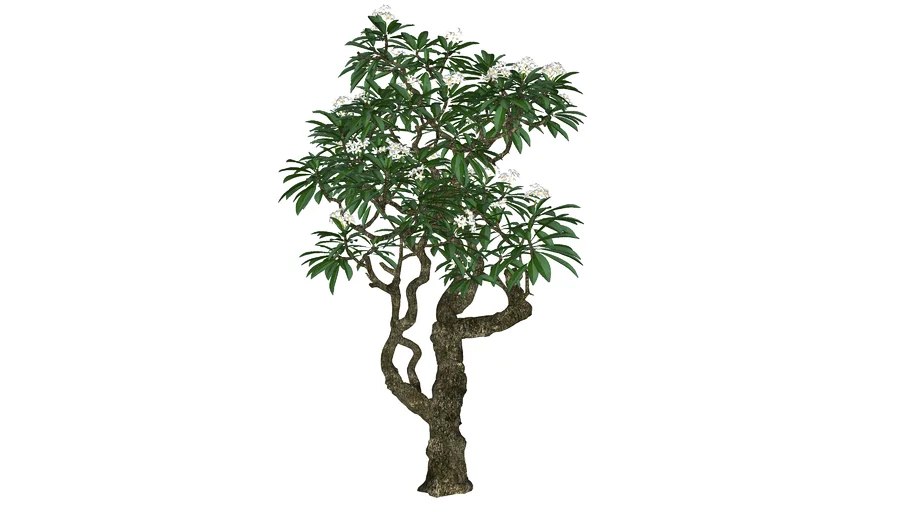 Cây Sứ Trắng