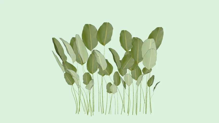 PLANT