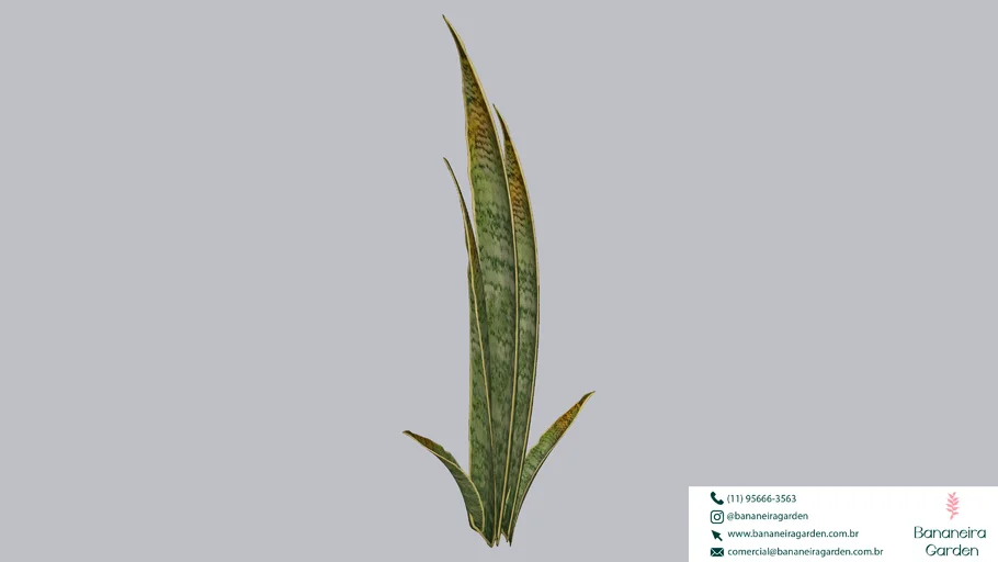 PLANTA ESPADA DE SÃO JORGE