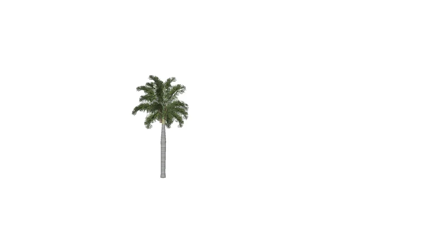 Palm raja