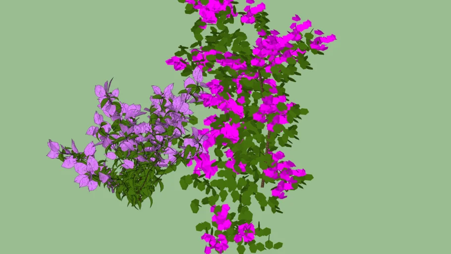 Primavera - bougainvillea