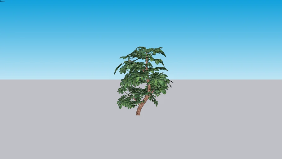 Schefflera actinophylla / Walisongo Hijau