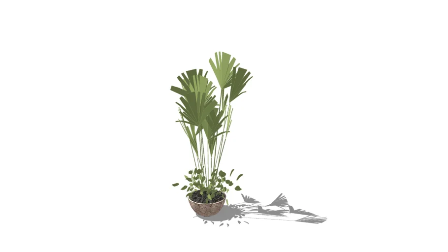 plants, big tree, outdoor plant